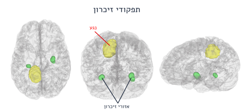 fmri5