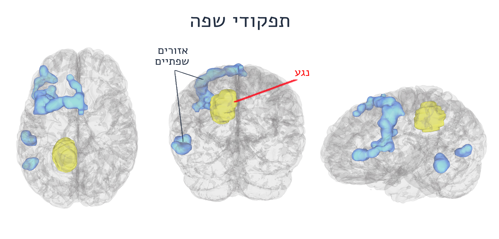 fmri1